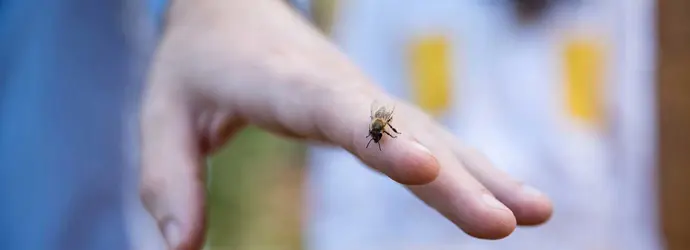 Prim-plan cu o viespe pe mâna unui bărbat