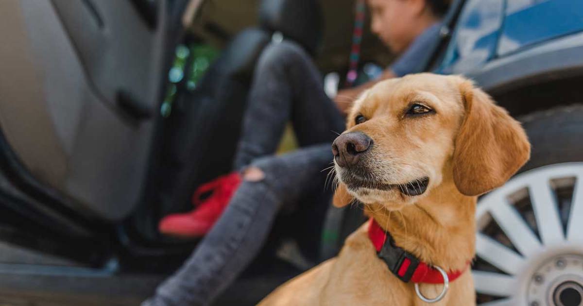 Autofahren mit Hund – die 10 bestenTipps - Zewa